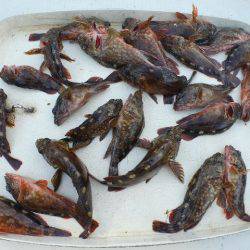 TOPGUN名古屋 釣果