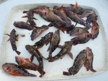 TOPGUN名古屋 釣果