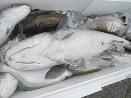 こうゆう丸 釣果