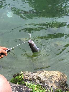 フィッシング サンクチュアリ 釣果