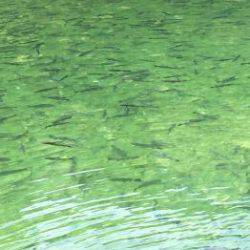 フィッシング サンクチュアリ 釣果