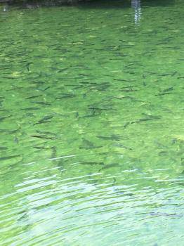 フィッシング サンクチュアリ 釣果