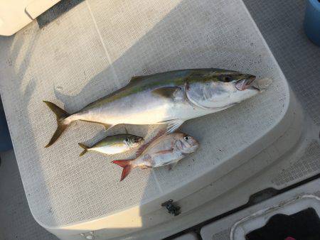 オーシャンズ 釣果