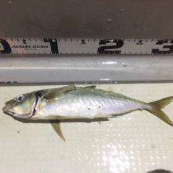 オーシャンズ 釣果