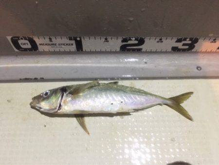 オーシャンズ 釣果