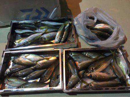 オーシャンズ 釣果