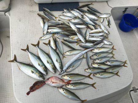 オーシャンズ 釣果