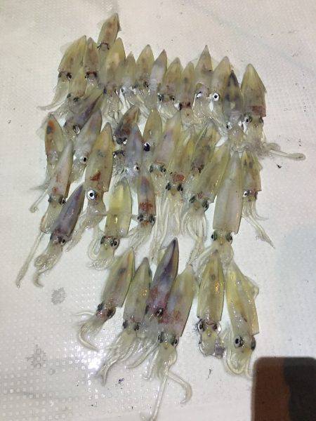 オーシャンズ 釣果