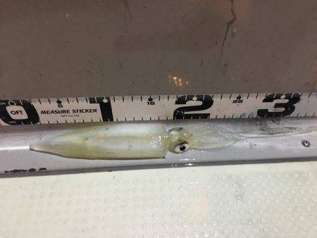 オーシャンズ 釣果