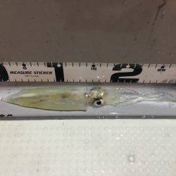 オーシャンズ 釣果