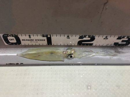 オーシャンズ 釣果