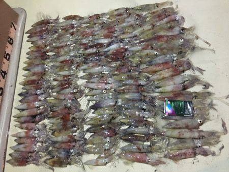 オーシャンズ 釣果