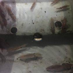 オーシャンズ 釣果