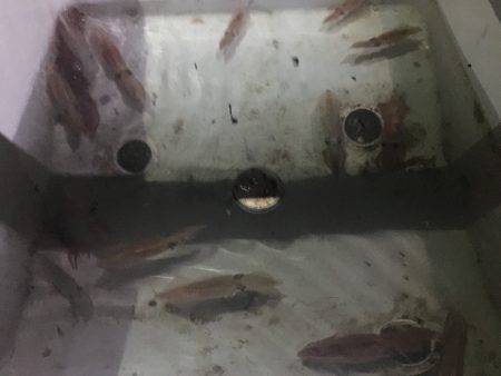 オーシャンズ 釣果