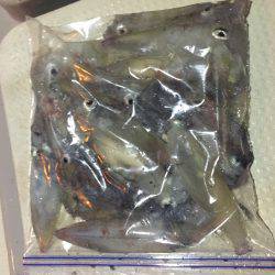 オーシャンズ 釣果