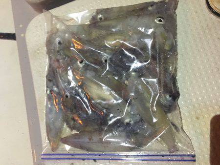 オーシャンズ 釣果