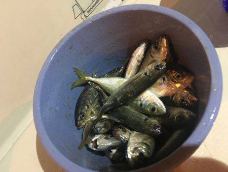 オーシャンズ 釣果