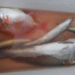 遊漁船 新鋭丸 釣果