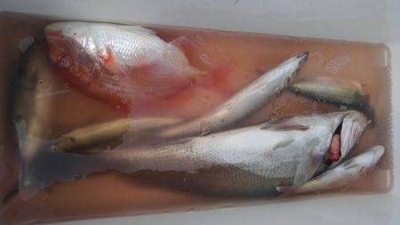 遊漁船 新鋭丸 釣果