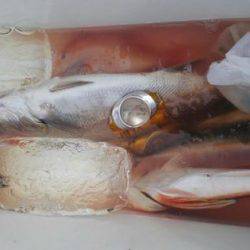 遊漁船 新鋭丸 釣果