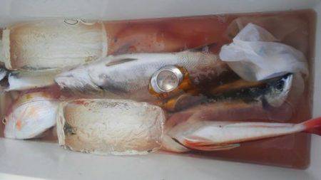 遊漁船 新鋭丸 釣果
