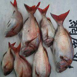 網屋丸 釣果
