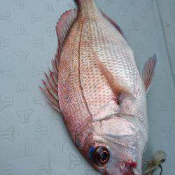 遊漁船ブルーウッズ 釣果