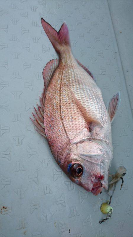 遊漁船ブルーウッズ 釣果