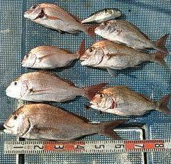 フィッシングガイド りょう 釣果