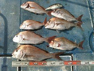 フィッシングガイド りょう 釣果