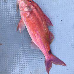 BlueOcean（ブルーオーシャン） 釣果