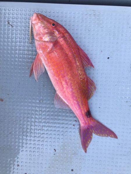 BlueOcean（ブルーオーシャン） 釣果