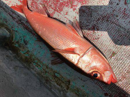 たいし丸 釣果