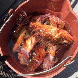 シーモンキー 釣果