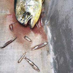 シーモンキー 釣果