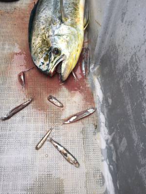 シーモンキー 釣果