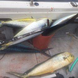 シーモンキー 釣果