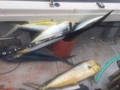 シーモンキー 釣果