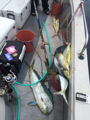 シーモンキー 釣果