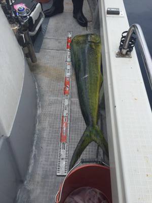 シーモンキー 釣果