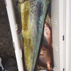 シーモンキー 釣果