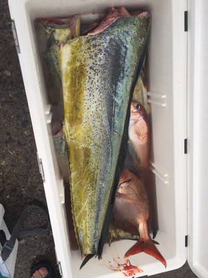 シーモンキー 釣果