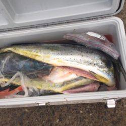 シーモンキー 釣果