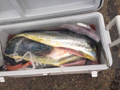 シーモンキー 釣果