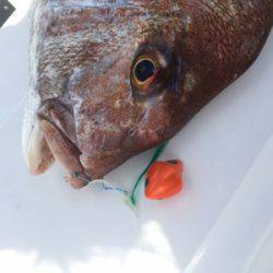 シーモンキー 釣果