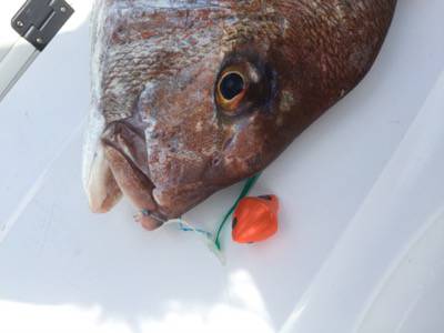 シーモンキー 釣果