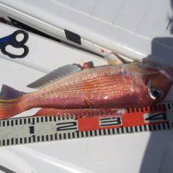 シーモンキー 釣果