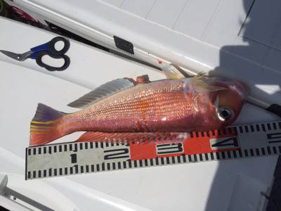 シーモンキー 釣果