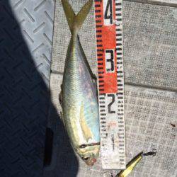 シーモンキー 釣果