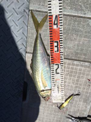 シーモンキー 釣果